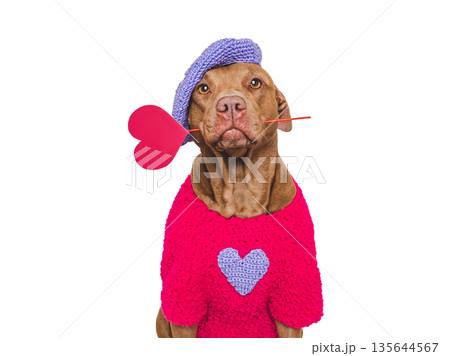 Cute dog and red heart. Studio shot Cute dog and red heart. Studio shot 135644567