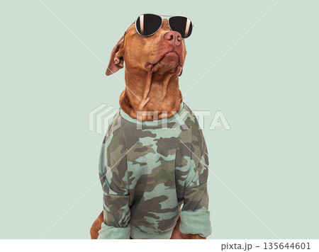 Cute brown dog, military shirt and sunglasses Cute brown dog, military shirt and sunglasses 135644601