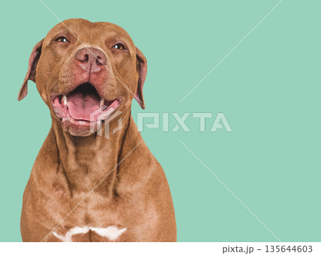 Cute, smiling brown dog. Isolated background. Close up 135644603