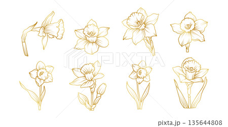 Hand drawn daffodil flower set in elegant line art style, spring botanical floral collection with narcissus blooms, buds and leaves illustration 135644808