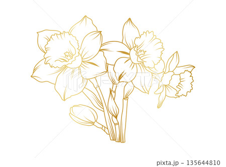 Narcissus lily flowers line art isolated on white background. Luxury daffodil floral golden design elements for invitation, wedding, wallpaper, print template, vector illustration 135644810