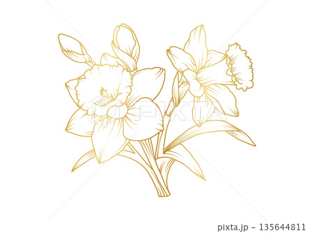 Narcissus lily flowers line art isolated on white background. Luxury daffodil floral golden design elements for invitation, wedding, wallpaper, print template, vector illustration 135644811