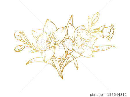 Narcissus lily flowers line art isolated on white background. Luxury daffodil floral golden design elements for invitation, wedding, wallpaper, print template, vector illustration 135644812