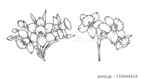 Hand drawn daffodil flower bouquets in detailed line art style, spring botanical floral arrangements with silhouette narcissus blossoms buds and leaves illustration 135644819
