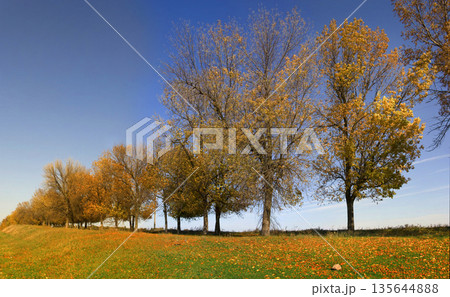 Autumn trees along the roads 135644888