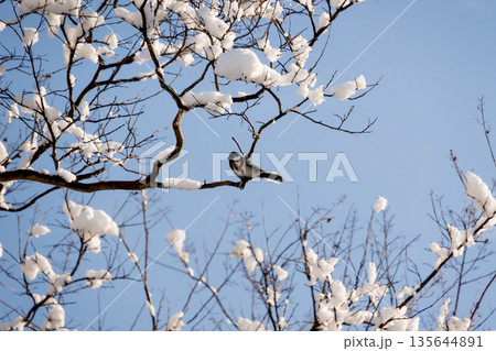 青空を背景に雪の枝に止まるシジュウカラ 青空を背景に雪の枝に止まるシジュウカラ 135644891