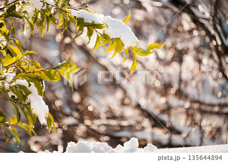 逆光に輝く雪解けの水滴と常緑樹 逆光に輝く雪解けの水滴と常緑樹 135644894
