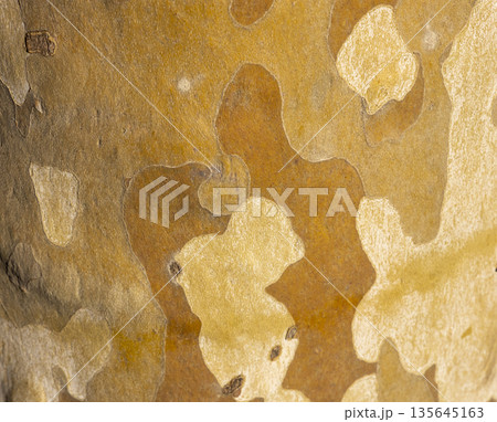 Platan, Platane, Platanus sycamore, plane trunk symbol. Texture made of Platan, Platane, sycamore, plane tree bark. Beautiful Platan tree trunk background. Conceptual image. Peaceful nature Typography Platan, Platane, Platanus sycamore, plane trunk symbol. Texture made of Platan, Platane, sycamore, plane tree bark. Beautiful Platan tree trunk background. Conceptual image. Peaceful nature Typography 135645163