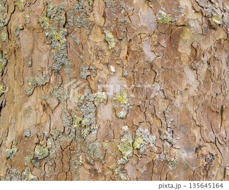 Platan, Platane, Platanus sycamore, plane tree trunk symbol. Texture made of Platan, Platane, sycamore, plane tree bark. Beautiful Platan tree trunk background. Conceptual image. Peaceful nature. Platan, Platane, Platanus sycamore, plane tree trunk symbol. Texture made of Platan, Platane, sycamore, plane tree bark. Beautiful Platan tree trunk background. Conceptual image. Peaceful nature. 135645164