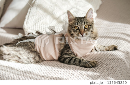 Tabby kitten in pink recovery suit looks at the camera while lying on cozy bed. Concept: successful pet surgery recovery and animal healthcare awareness Tabby kitten in pink recovery suit looks at the camera while lying on cozy bed. Concept: successful pet surgery recovery and animal healthcare awareness 135645220