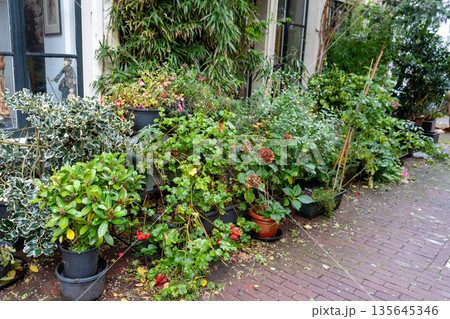 Lush Greenery Outside Building. Flower plant in pot on porch house. Lush Greenery Outside Building. Flower plant in pot on porch house. 135645346