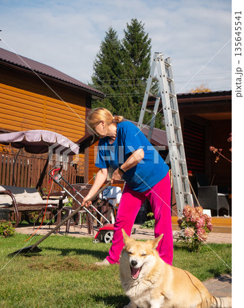 Woman raking dry grass in the backyard on a sunny day with a dog. Autumn garden chores and property maintenance concept. 135645541