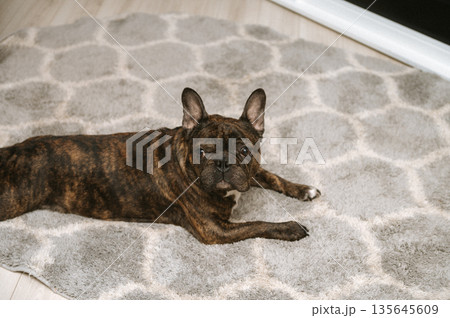 Brindle french bulldog relaxing on gray patterned rug Brindle french bulldog relaxing on gray patterned rug 135645609