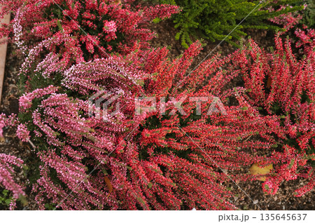 Vibrant pink and red heather flowers in lush garden setting Vibrant pink and red heather flowers in lush garden setting 135645637