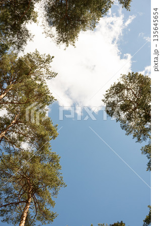 Tall pine trees forming natural frame against blue sky and clouds 135645654