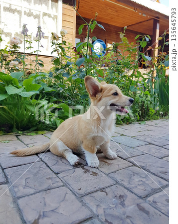 Cute Corgi puppy sitting on paved patio 135645793