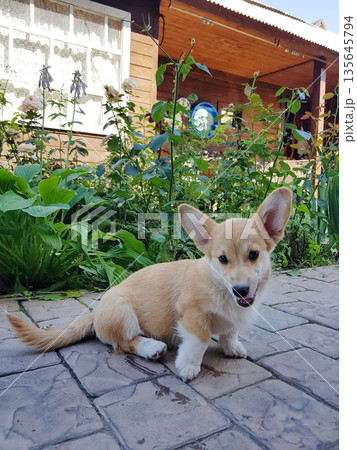 Cute Corgi puppy sitting on paved patio 135645794