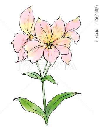 咲き誇るピンクのアルストロメリアの花の手描きの線画と水彩イラスト 135645875