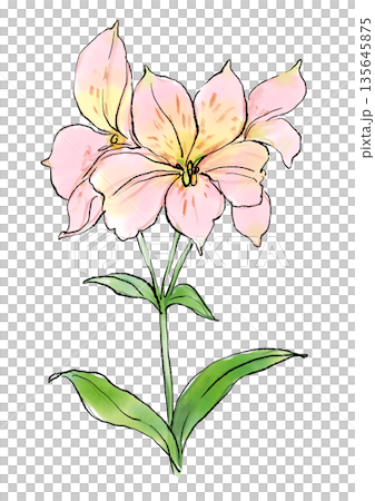 咲き誇るピンクのアルストロメリアの花の手描きの線画と水彩イラスト 135645875