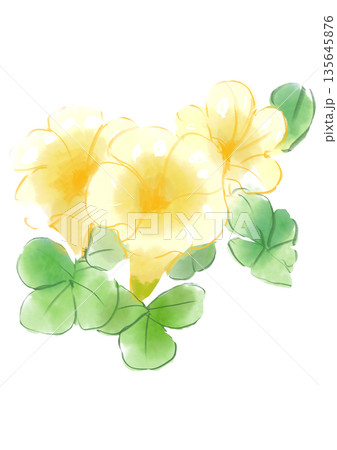 咲き誇る黄色のオキザリスの花の手描きの水彩イラスト 135645876