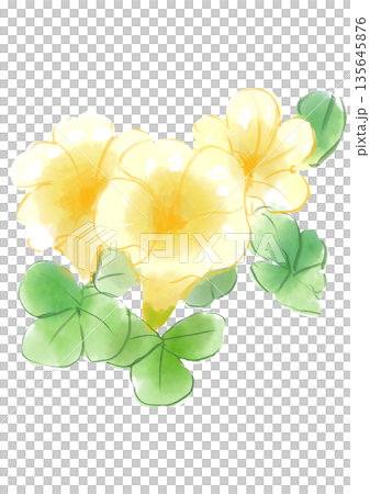 咲き誇る黄色のオキザリスの花の手描きの水彩イラスト 135645876