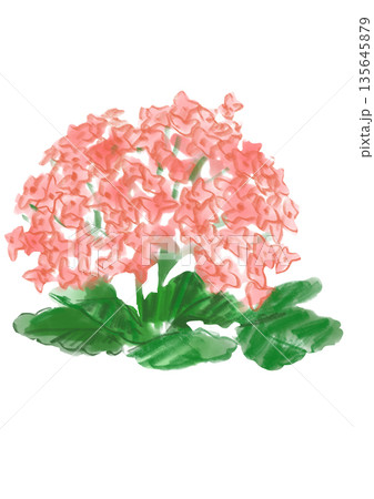 咲き誇るピンクのカランコエの花の手描きの水彩イラスト 135645879