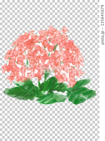 咲き誇るピンクのカランコエの花の手描きの水彩イラスト 135645879