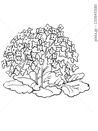 咲き誇るピンクのカランコエの花の手描きの線画イラスト 135645880