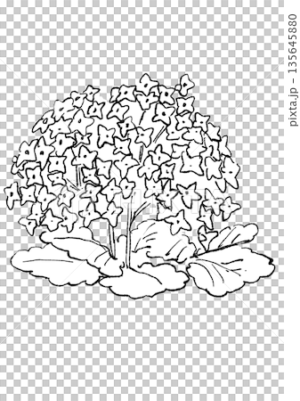 手繪線條藝術插圖,描繪了一朵盛開的粉紅色伽藍菜花。 手繪線條藝術插圖,描繪了一朵盛開的粉紅色伽藍菜花。 135645880