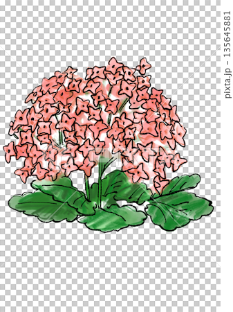 手繪線條水彩插圖，描繪了一朵盛開的粉紅色伽藍菜花 135645881