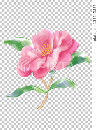 手繪水彩插畫，描繪了盛開的粉紅色山茶花。 135645882