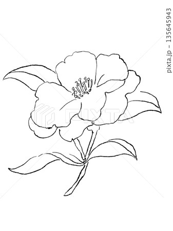 咲き誇るピンクのサザンカの花の手描きの線画イラスト 135645943
