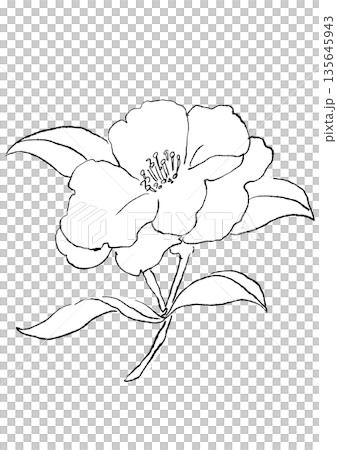 咲き誇るピンクのサザンカの花の手描きの線画イラスト 135645943