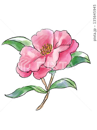 咲き誇るピンクのサザンカの花の手描きの線画と水彩イラスト 135645945