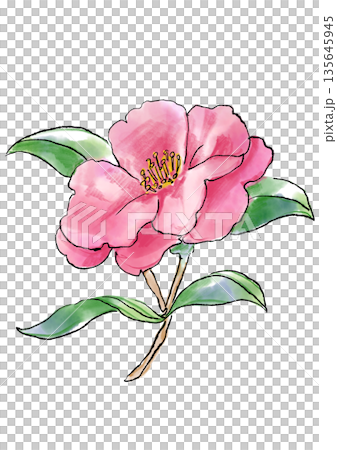 咲き誇るピンクのサザンカの花の手描きの線画と水彩イラスト 135645945