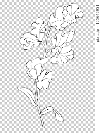Hand drawn line drawing illustration of blooming pink sweet pea flowers Hand drawn line drawing illustration of blooming pink sweet pea flowers 135645951
