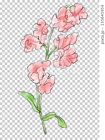 Hand drawn line and watercolor illustration of a blooming pink sweet pea flower 135645954