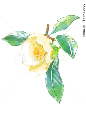 咲き誇る白いツバキの花の手描きの水彩イラスト 135645955