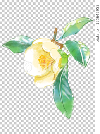 咲き誇る白いツバキの花の手描きの水彩イラスト 135645955