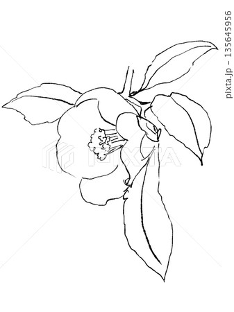咲き誇る白いツバキの花の手描きの線画イラスト 135645956