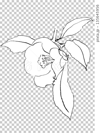咲き誇る白いツバキの花の手描きの線画イラスト 135645956