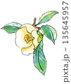 咲き誇る白いツバキの花の手描きの線画と水彩イラスト 135645957