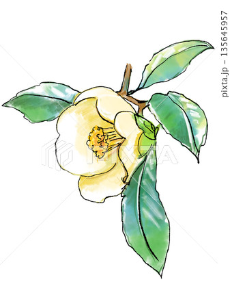 咲き誇る白いツバキの花の手描きの線画と水彩イラスト 135645957