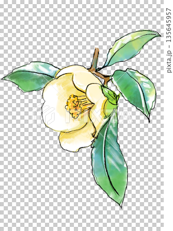 咲き誇る白いツバキの花の手描きの線画と水彩イラスト 135645957