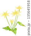 咲き誇る黄色いヒメリュウキンカの花の手描きの水彩イラスト 135645958
