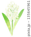 咲き誇る白いヒヤシンスの花の手描きの水彩イラスト 135645961
