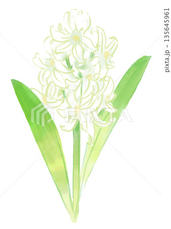 咲き誇る白いヒヤシンスの花の手描きの水彩イラスト 135645961