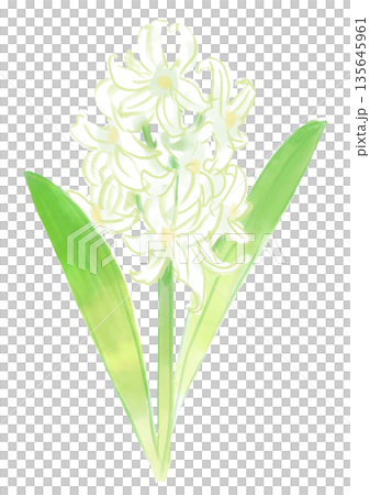 咲き誇る白いヒヤシンスの花の手描きの水彩イラスト 135645961