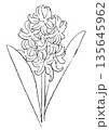 咲き誇る白いヒヤシンスの花の手描きの線画イラスト 135645962
