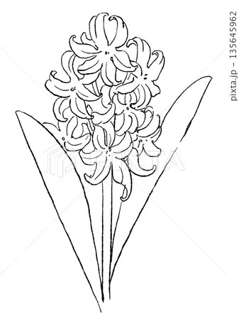 咲き誇る白いヒヤシンスの花の手描きの線画イラスト 135645962